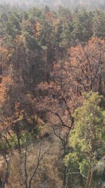 Ukrayna 'da bir sonbahar gününde ormandaki ağaçların dikey görüntüsü, yavaş çekim