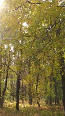 Ukrayna 'da bir sonbahar gününde ormandaki ağaçların dikey görüntüsü, yavaş çekim