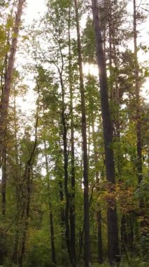 Ukrayna 'da bir sonbahar gününde ormandaki ağaçların dikey görüntüsü, yavaş çekim