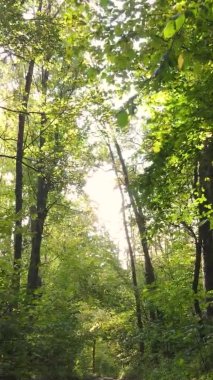 Ukrayna 'da bir sonbahar gününde ormandaki ağaçların dikey görüntüsü, yavaş çekim