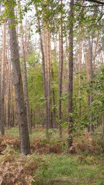 Ukrayna 'da bir sonbahar gününde ormandaki ağaçların dikey görüntüsü, yavaş çekim