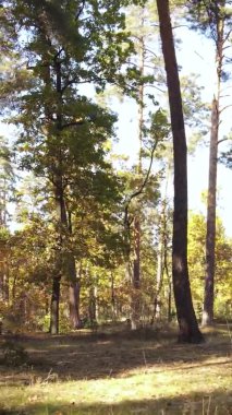 Ukrayna 'da bir sonbahar gününde ormandaki ağaçların dikey görüntüsü, yavaş çekim