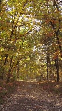 Ukrayna 'da bir sonbahar gününde ormandaki ağaçların dikey görüntüsü, yavaş çekim