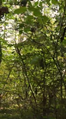 Ukrayna 'da bir sonbahar gününde ormandaki ağaçların dikey görüntüsü, yavaş çekim