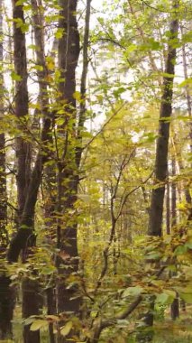 Ukrayna 'da bir sonbahar gününde ormandaki ağaçların dikey görüntüsü, yavaş çekim