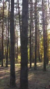 Ukrayna 'da bir sonbahar gününde ormandaki ağaçların dikey görüntüsü, yavaş çekim