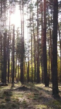 Ukrayna 'da bir sonbahar gününde ormandaki ağaçların dikey görüntüsü, yavaş çekim