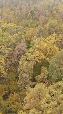 Ukrayna 'da bir sonbahar gününde ormandaki ağaçların dikey görüntüsü, yavaş çekim