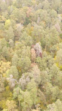 Ukrayna 'da bir sonbahar gününde ormandaki ağaçların dikey görüntüsü, yavaş çekim