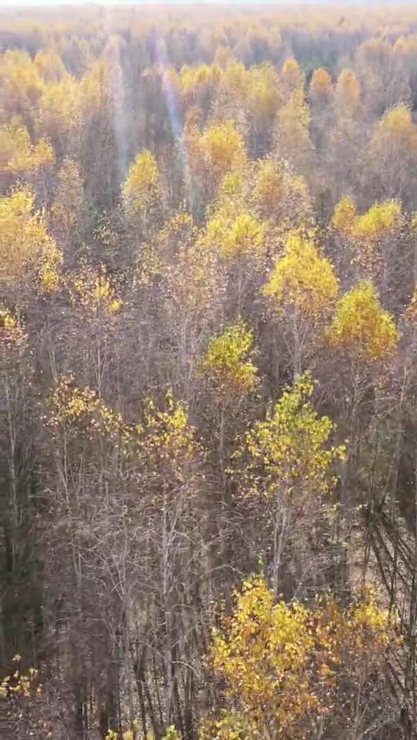 Вертикальний Вид Дерев Лісі Осінній День Україні Повільний Рух — стокове відео