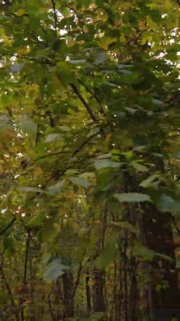 Verticale Video Luchtfoto Van Bomen Het Bos Een Herfstdag Oekraïne — Stockvideo