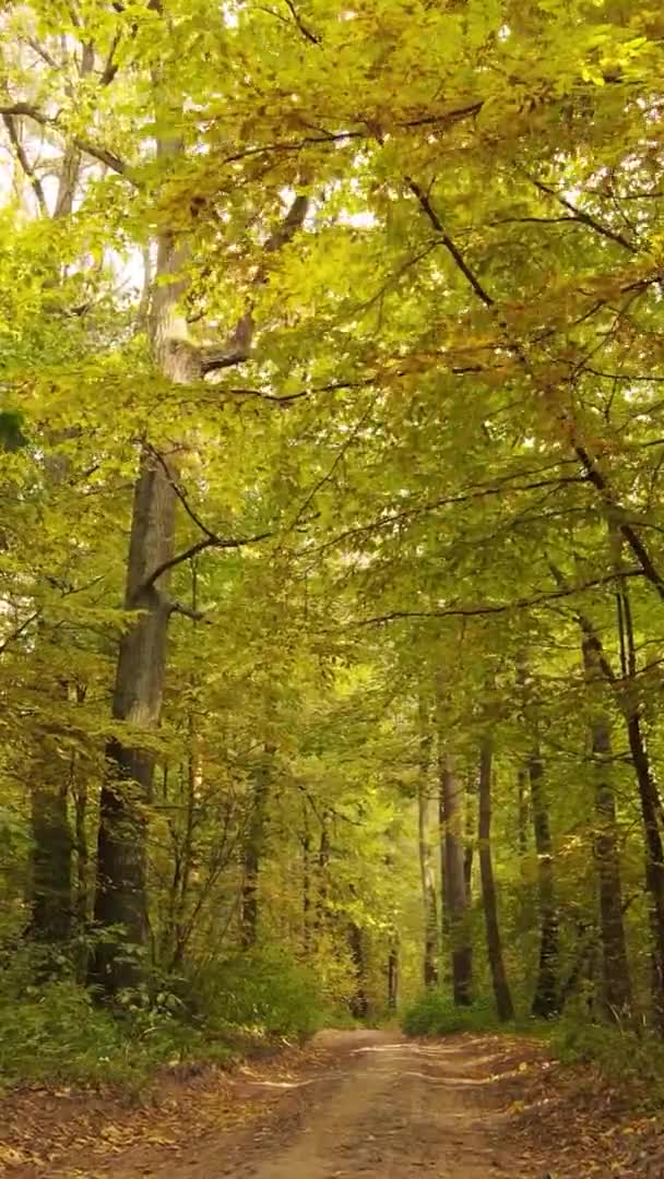 Lodret Video Antenne Visning Træer Skoven Efterårsdag Ukraine Slow Motion – Stock-video