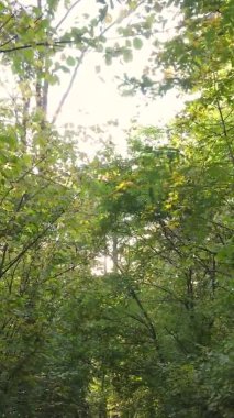 Ukrayna 'da bir sonbahar gününde ormandaki ağaçların dikey görüntüsü, yavaş çekim