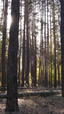 Ukrayna 'da bir sonbahar gününde ormandaki ağaçların dikey görüntüsü, yavaş çekim