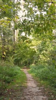 Ukrayna 'da bir sonbahar gününde ormandaki ağaçların dikey görüntüsü, yavaş çekim