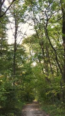 Ukrayna 'da bir sonbahar gününde ormandaki ağaçların dikey görüntüsü, yavaş çekim