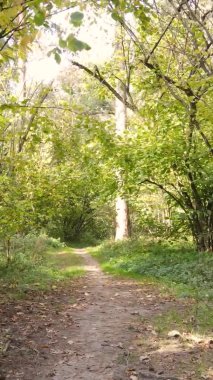Ukrayna 'da bir sonbahar gününde ormandaki ağaçların dikey görüntüsü, yavaş çekim