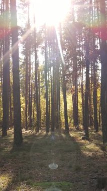 Ukrayna 'da bir sonbahar gününde ormandaki ağaçların dikey görüntüsü, yavaş çekim