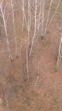 Ukrayna 'da bir sonbahar gününde ormandaki ağaçların dikey görüntüsü, yavaş çekim