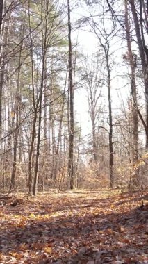 Ukrayna 'da bir sonbahar gününde ormandaki ağaçların dikey görüntüsü, yavaş çekim