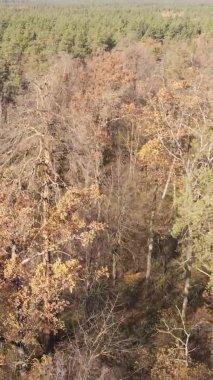 Ukrayna 'da bir sonbahar gününde ormandaki ağaçların dikey görüntüsü, yavaş çekim