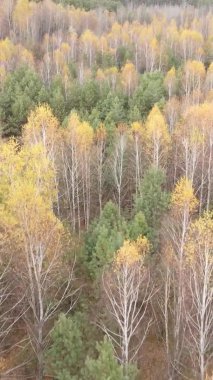 Ukrayna 'da bir sonbahar gününde ormandaki ağaçların dikey görüntüsü, yavaş çekim