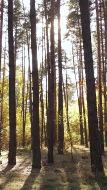 Ukrayna 'da bir sonbahar gününde ormandaki ağaçların dikey görüntüsü, yavaş çekim