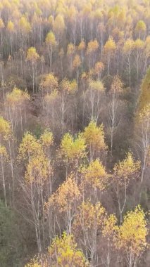 Ukrayna 'da bir sonbahar gününde ormandaki ağaçların dikey görüntüsü, yavaş çekim