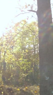 Ukrayna 'da bir sonbahar gününde ormandaki ağaçların dikey görüntüsü, yavaş çekim