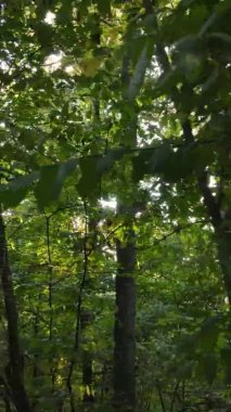 Ukrayna 'da bir sonbahar gününde ormandaki ağaçların dikey görüntüsü, yavaş çekim