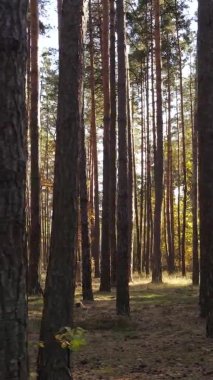 Ukrayna 'da bir sonbahar gününde ormandaki ağaçların dikey görüntüsü, yavaş çekim