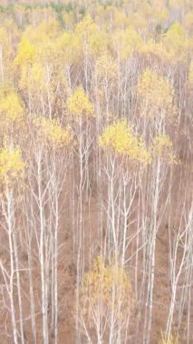 Ukrayna 'da bir sonbahar gününde ormandaki ağaçların dikey görüntüsü, yavaş çekim