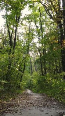 Ukrayna 'da bir sonbahar gününde ormandaki ağaçların dikey görüntüsü, yavaş çekim