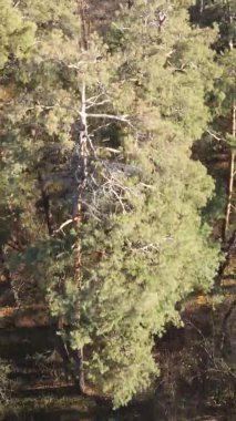 Ukrayna 'da bir sonbahar gününde ormandaki ağaçların dikey görüntüsü, yavaş çekim