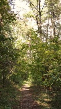 Ukrayna 'da bir sonbahar gününde ormandaki ağaçların dikey görüntüsü, yavaş çekim