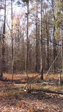 Ukrayna 'da bir sonbahar gününde ormandaki ağaçların dikey görüntüsü, yavaş çekim