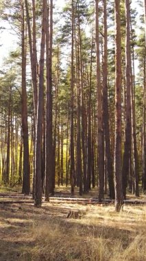 Ukrayna 'da bir sonbahar gününde ormandaki ağaçların dikey görüntüsü, yavaş çekim