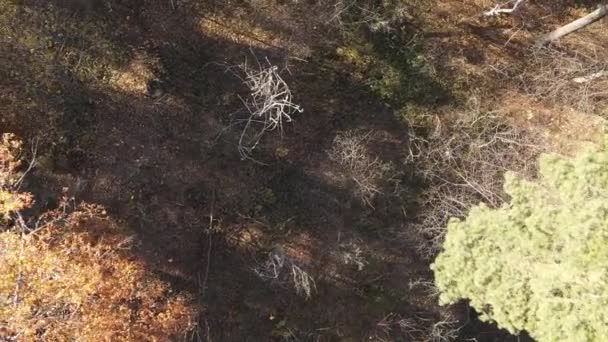 Vertikale Video Luftaufnahme Von Bäumen Wald Einem Herbsttag Der Ukraine — Stockvideo