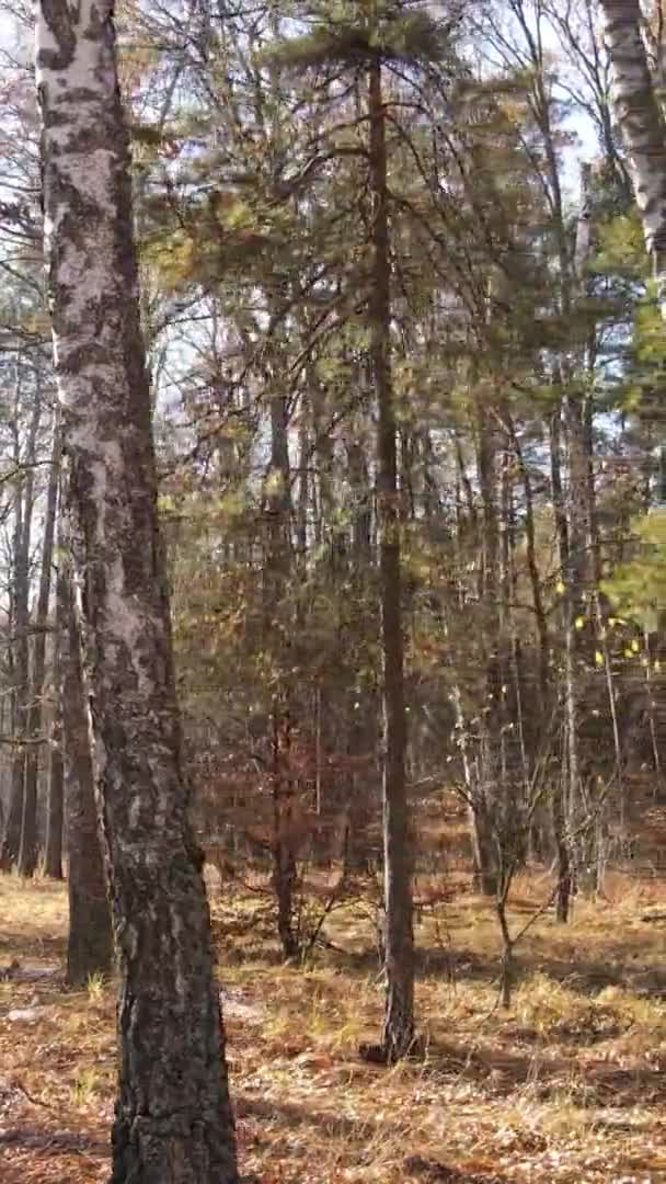 Vidéo Verticale Vue Aérienne Des Arbres Dans Forêt Jour Automne — Video