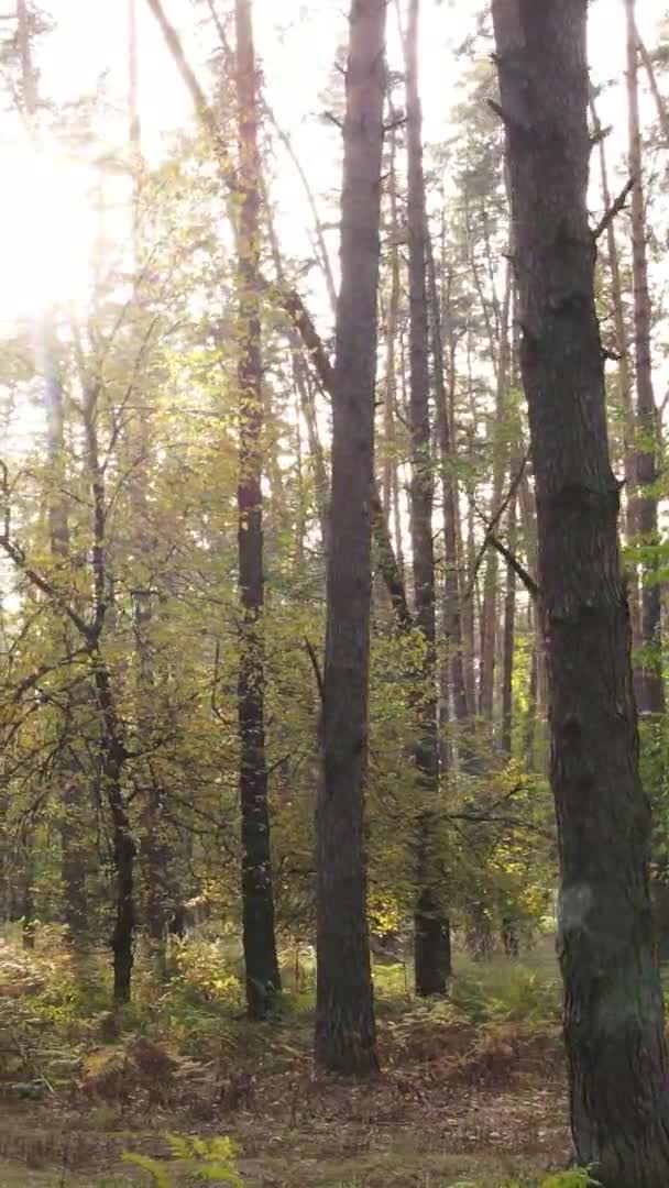 Vista Aérea Vídeo Vertical Los Árboles Bosque Día Otoño Ucrania — Vídeos de Stock