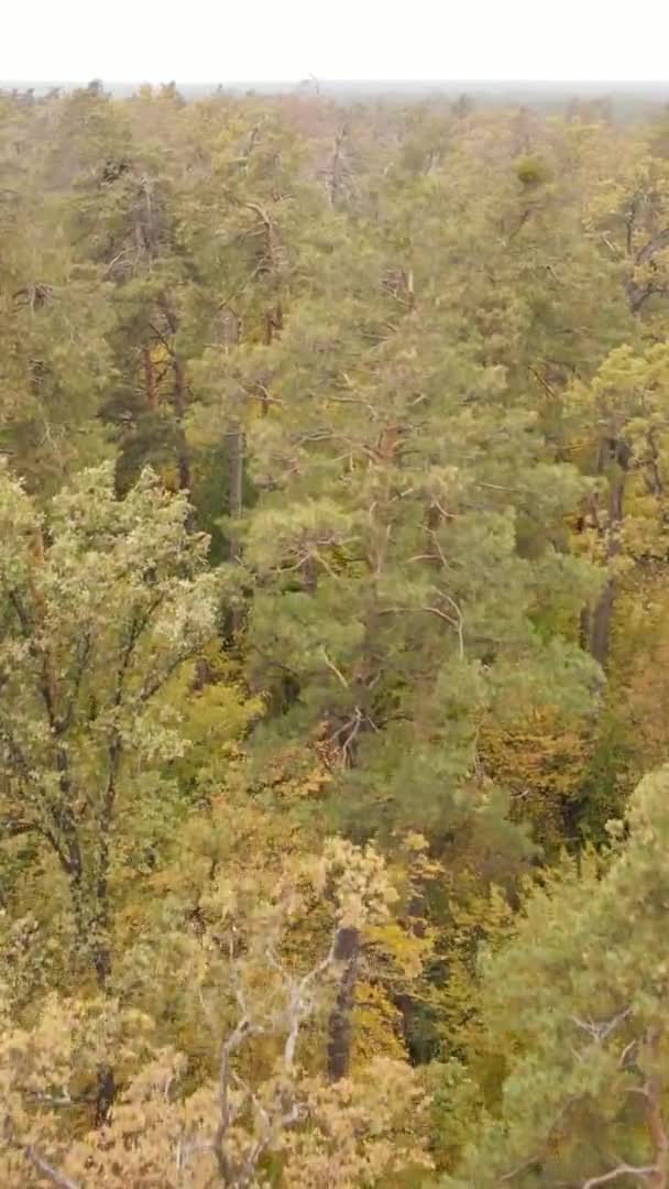 ウクライナの秋の日に森の中の木の垂直ビデオ空中ビュー スローモーション — ストック動画