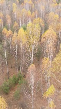 Ukrayna 'da bir sonbahar gününde ormandaki ağaçların dikey görüntüsü, yavaş çekim