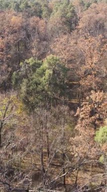 Ukrayna 'da bir sonbahar gününde ormandaki ağaçların dikey görüntüsü, yavaş çekim