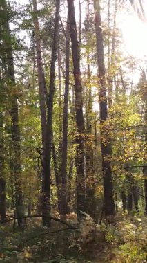 Ukrayna 'da bir sonbahar gününde ormandaki ağaçların dikey görüntüsü, yavaş çekim