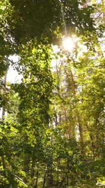 Ukrayna 'da bir sonbahar gününde ormandaki ağaçların dikey görüntüsü, yavaş çekim