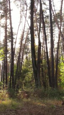 Ukrayna 'da bir sonbahar gününde ormandaki ağaçların dikey görüntüsü, yavaş çekim