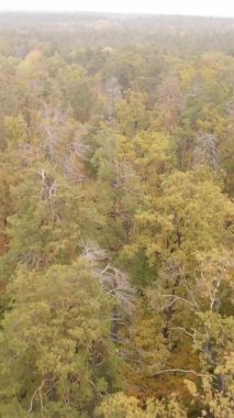 Ukrayna 'da bir sonbahar gününde ormandaki ağaçların dikey görüntüsü, yavaş çekim
