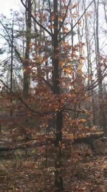 Ukrayna 'da bir sonbahar gününde ormandaki ağaçların dikey görüntüsü, yavaş çekim