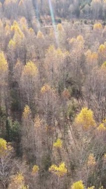 Ukrayna 'da bir sonbahar gününde ormandaki ağaçların dikey görüntüsü, yavaş çekim