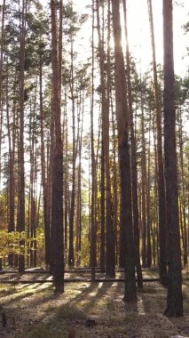 Ukrayna 'da bir sonbahar gününde ormandaki ağaçların dikey görüntüsü, yavaş çekim